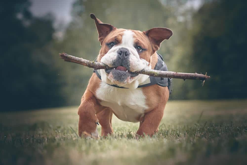 Edelstahl Anhänger Bulldogge Pitbull Englische Bulldogge Hund Bullterrier massiv