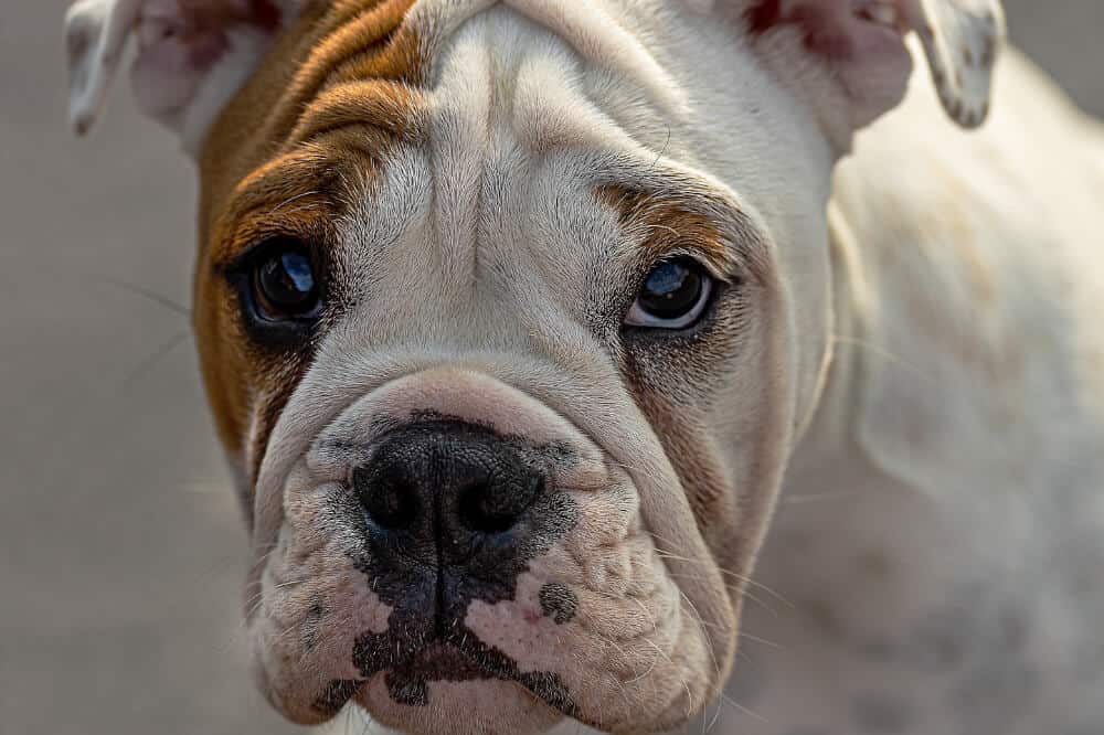 englische bulldogge english bulldog hunde rasse kopf weiss braun aussehen