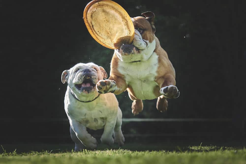 englische bulldogge english bulldog hunde rasse spielen bewegung
