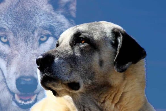 herdenschutzhunde rassen wolf schafe