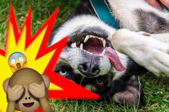 hunde humor nicht lachen fails guilty dogs