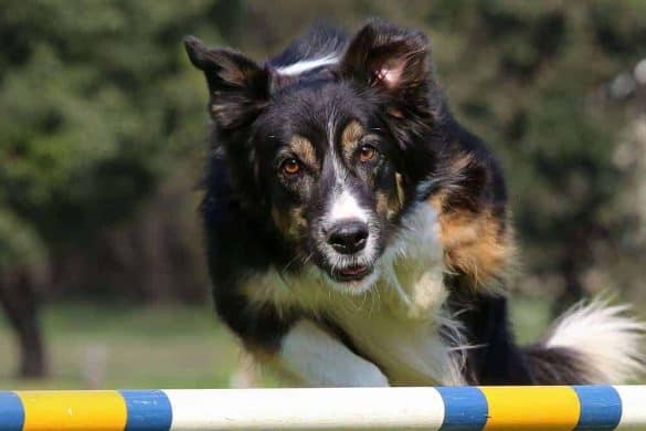 hundesportarten hund bewegeung fitness sport agility dog training ball