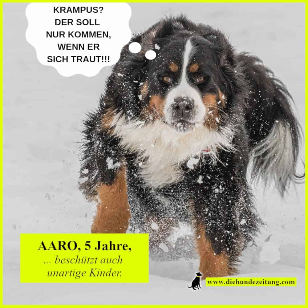 lustige sprüche hunde die hundezeitung berner sennenhund krampus winter schnee ruede