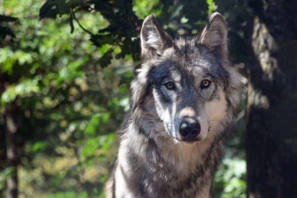 sachsen wolf reh hund riss attacke mischlingshund bernstadt 2020