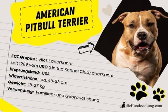 FCI Gruppen Steckbrief American Pitbull Terrier