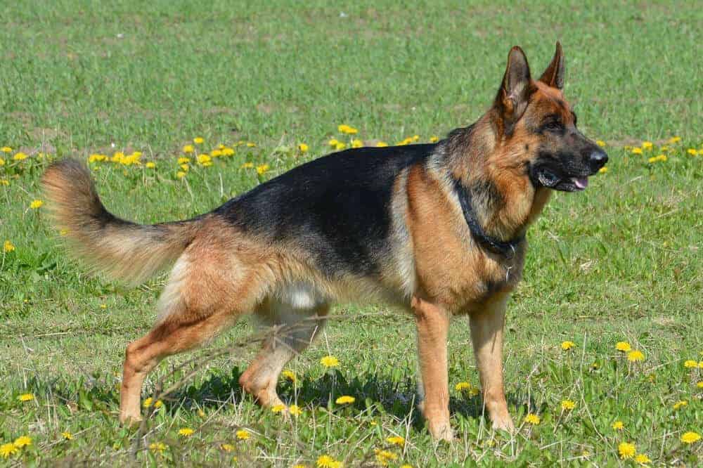 Deutscher Schäferhund steht im Gras und visiert konzentriert ein Ziel in der Ferne an.