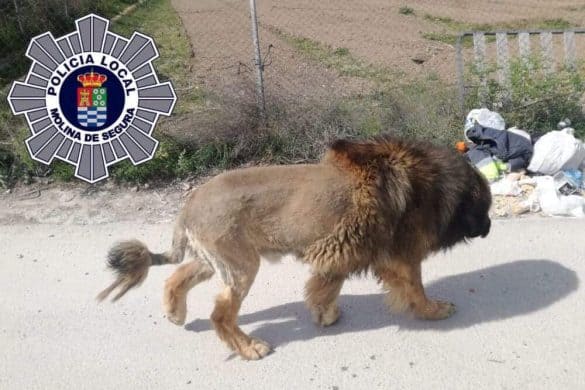 Policia Local Molina de Segura Twitter Hund Löwe Spanien