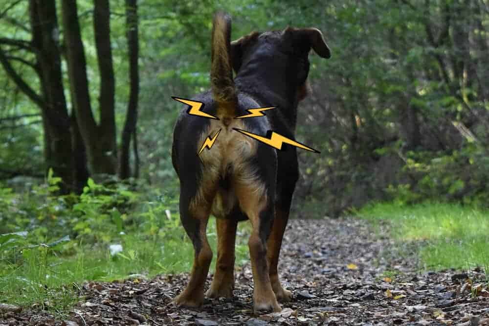 Wenn Die Analdruse Hunden Probleme Macht