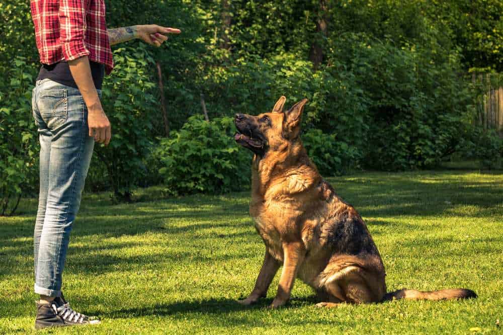Ein Deutscher Schäferhund beim Training.