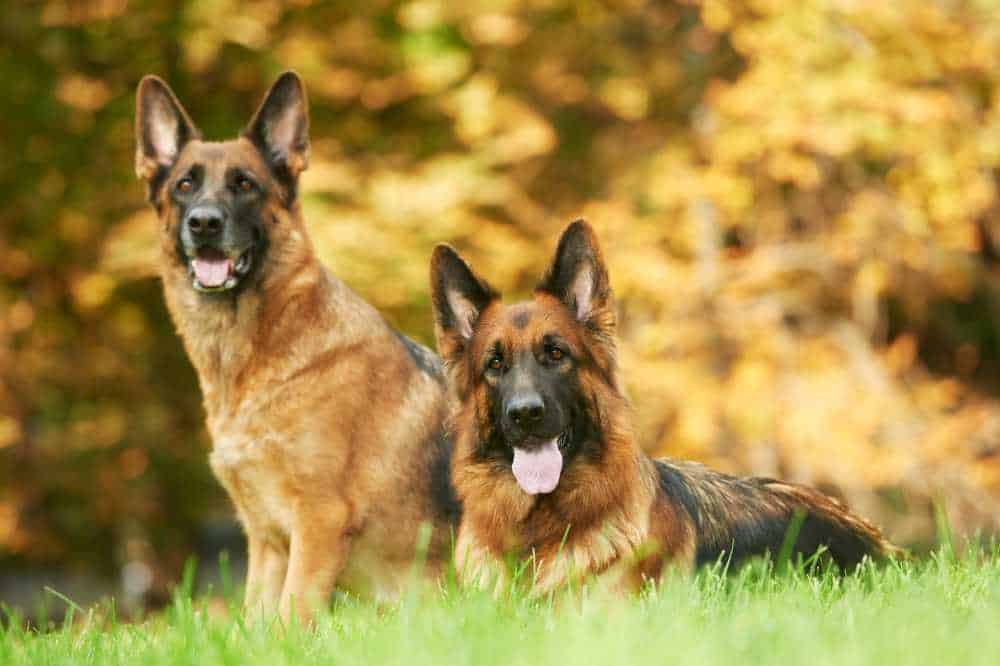 Zwei Deutsche Schäferhunde liegen auf einer Wiese.