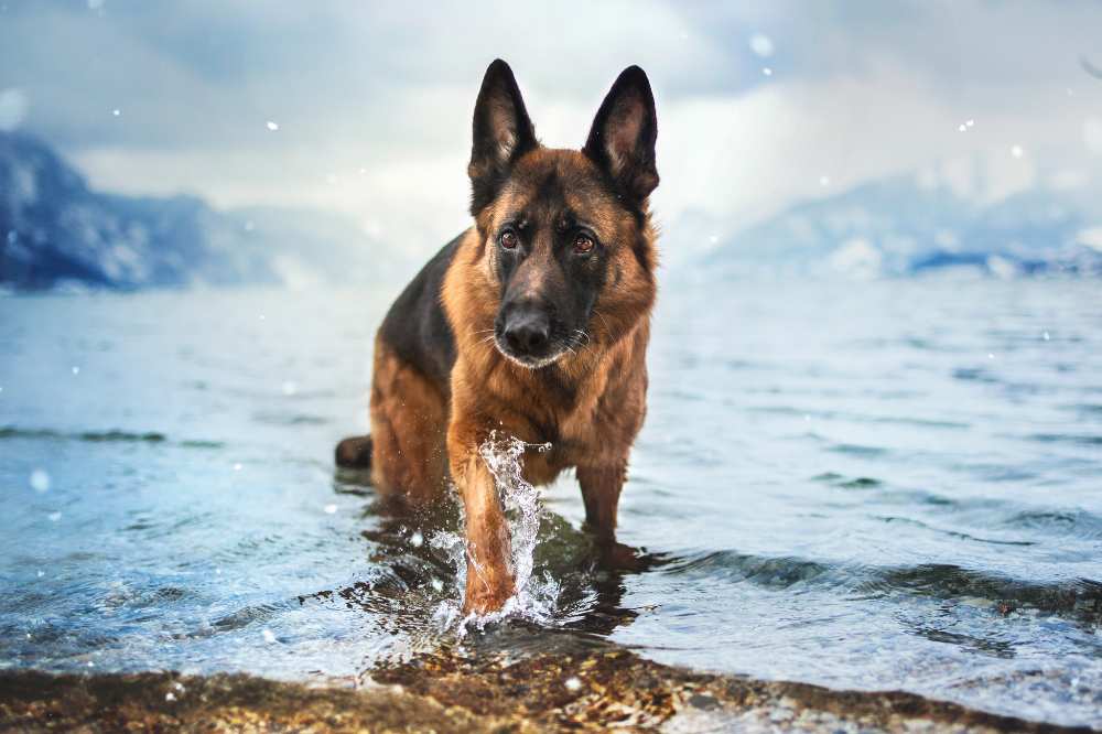 Ein Deutscher Schäferhund im Wasser.