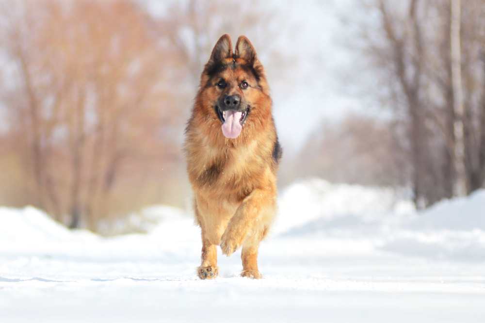 Ein Deutscher Schäferhund läuft durch den Schnee.