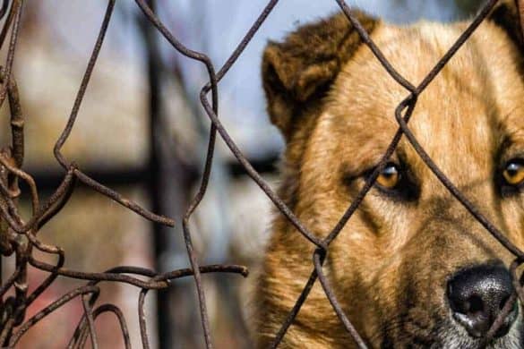 68 verwahrloste Tiere von „Hundeschutzhof“ befreit