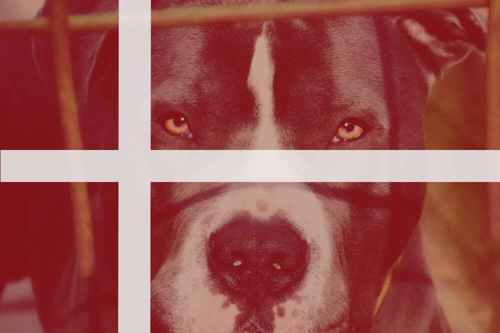 Dänemark: Listenhunden Bußgelder und