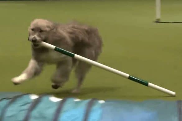 kratu agility fail adorable süß hund sport hundesport