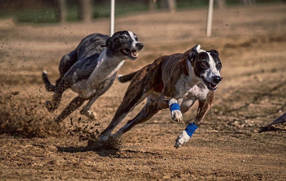 1 greyhound hund hunderasse schnellste
