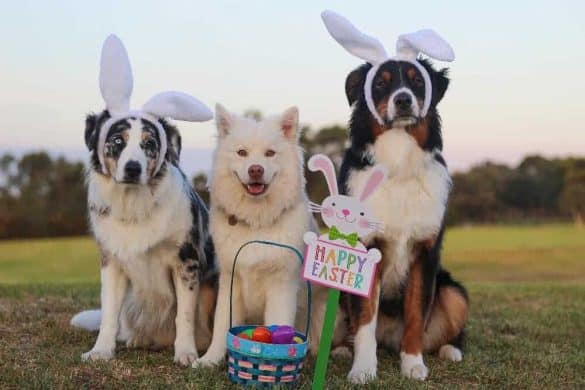 Osternesterl für Tierheimtiere Hunde Happy Easter