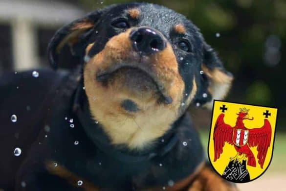 baden mit hund im burgenland österreich badeseen hunde erlaubt hundefreundlich wasser