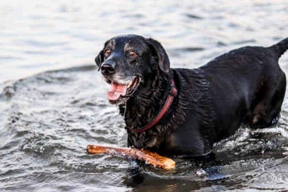 baden mit hund mecklenburg vorpommern deutschland badeseen hundefreundlich hundestrand