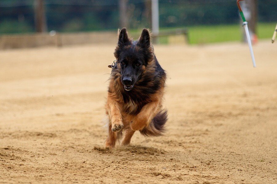 deutscher schäferhund hund hunderasse schnellste