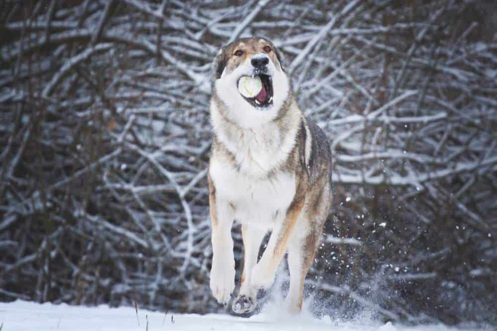 Ein Tschechoslowakischer Wolfshund rennt mit einem Tennisball im Maul durch Schnee.