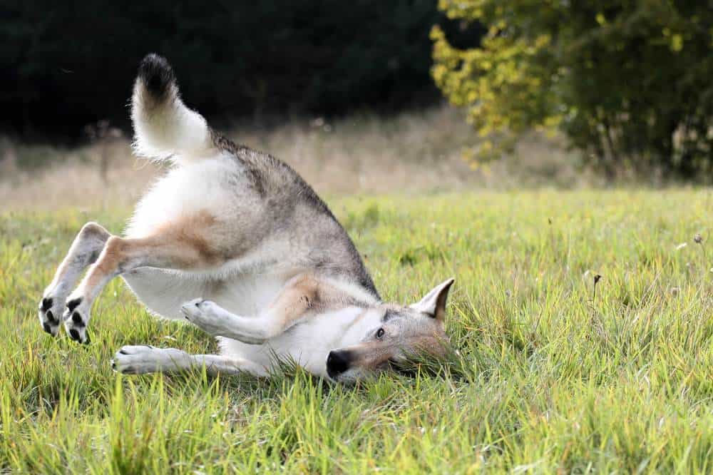 Ein Tschechoslowakischer Wolfshund rollt im hohen Gras herum.