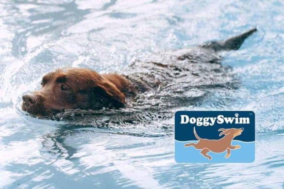 doggy swim hunde pool therapie cmc pertpartner gmbh vertrieb