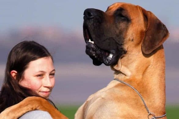 größte schwerste hunde rasse gewicht namen deutsche dogge