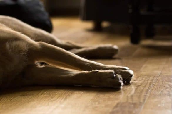 Hund liegt am Boden, man sieht nur seine Pfoten. Er hat Hüftdysplasie (hd) & Hüftgelenksdysplasie beim hund / Hundegesundheit & Hundekrankheit / Symptome von Hüftdysplasie & Behandlung / diehundezeitung.com