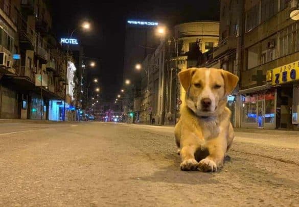 hund streuner serbien ausgangssperre corona virus boki