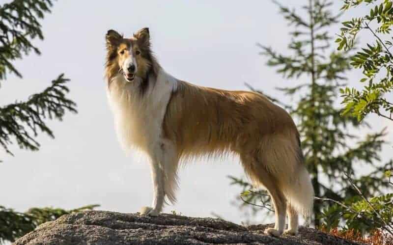 lassie warner bros entertainment