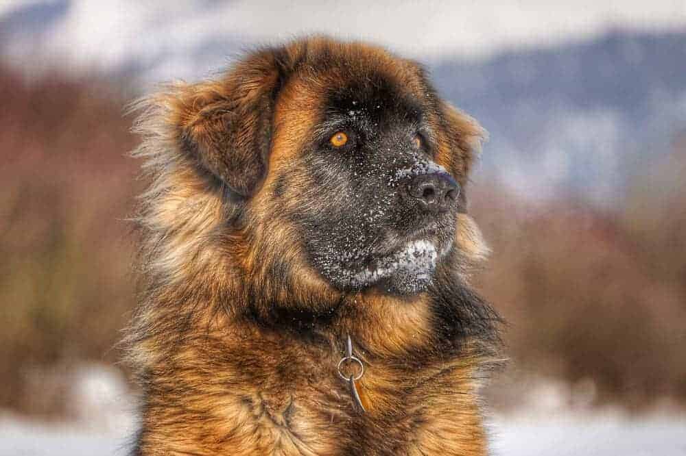 leonberger hunde rasse kopf winter schnee