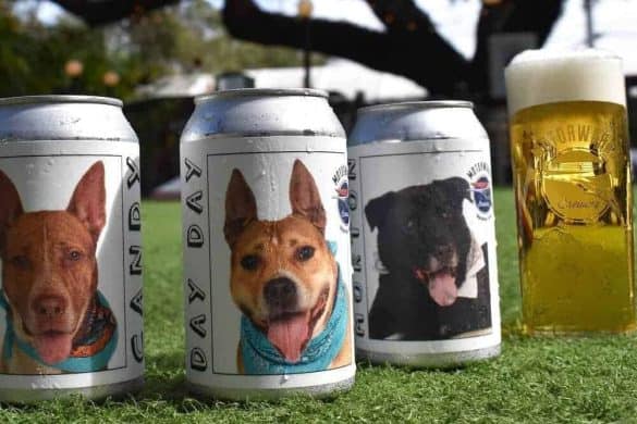 motorworks brewing hunde bier dosen tierheim wieder gefunden