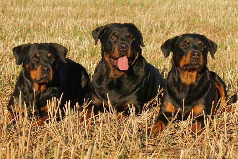 rottweiler hund hunderasse deutschland top 10