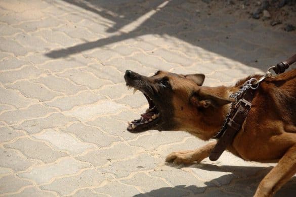 tollwut rabies hund dog infektion virus