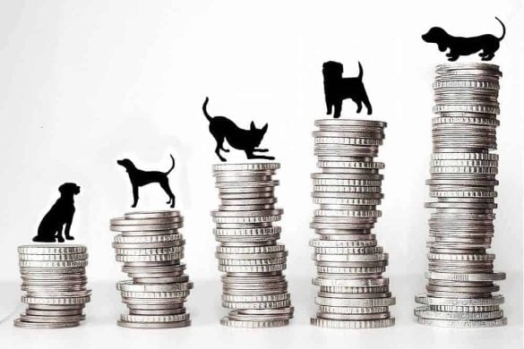 top 10 teuerste hunde geld wie viel hunderassen hund euro