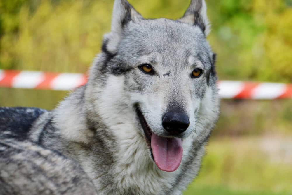 tschechoslowakischer wolfhund wolfshund hunde rasse wolf aussehen charakter eigenschaften grau silber