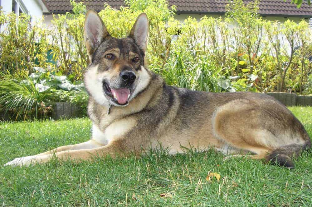 tschechoslowakischer wolfhund wolfshund hunde rasse wolf aussehen charakter eigenschaften liegend