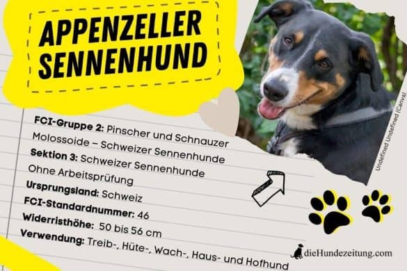 FCI Klassifizierung Appenzeller Sennenhund