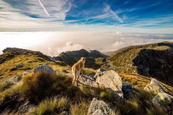 Hund steht auf einer Alm im Hintergrund sieht man Berge und den blauen Himmel.