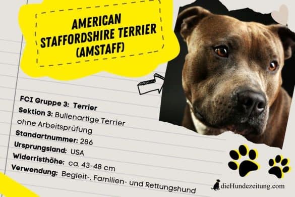 American Staffordshire terrier (Amstaff)