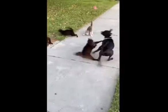 Hund von Katzen attackiert angriff tampa florida usa video dog tuesday cat