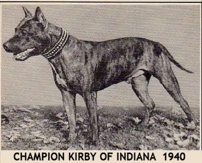 american staffordshire terrier hunderasse akc champion 1940 kirby of indiana kupierte ohren