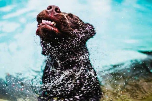 baden mit hund oberösterreich badeseen österreich hundefreundlich urlaub