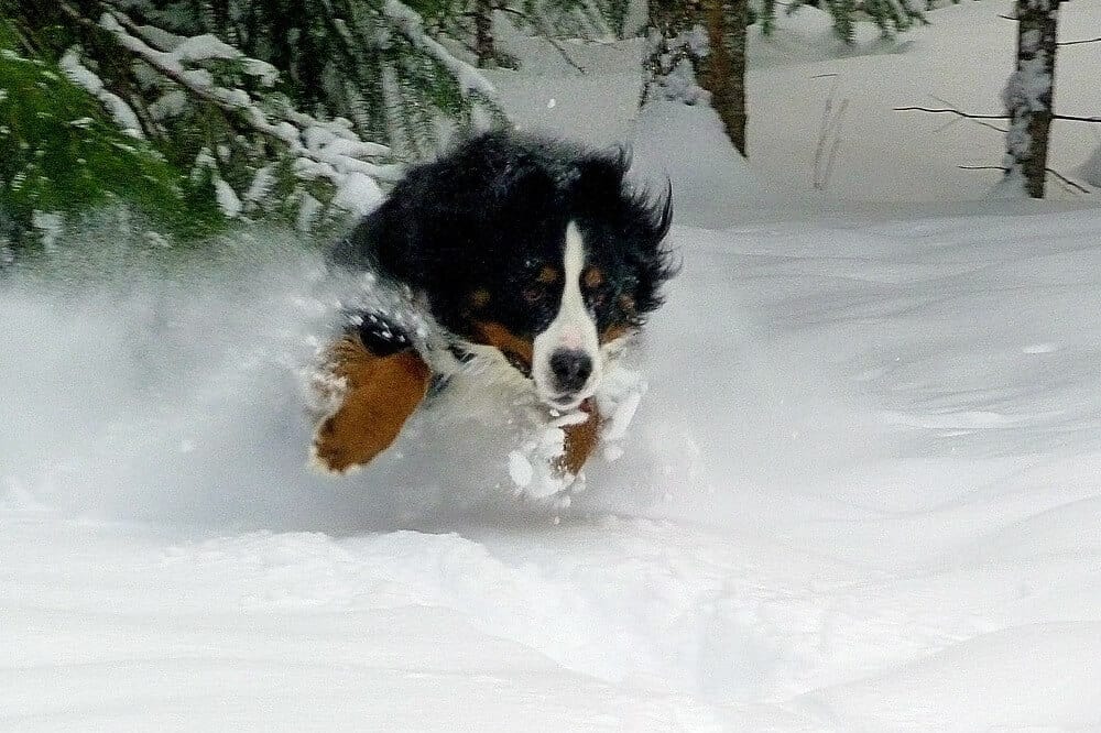 berner sennenhunde bernese mountain dog hunde rasse aussehen schnee