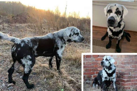blaze vitiligo hund fell farbe wechseln schwarz weiß 2020 dog Omenalaakson