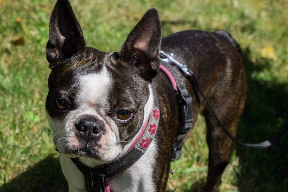 boston terrier hunderasse usa beschreibung aussehen farben geschichte charakter wesen boston terrier hunderasse usa beschreibung aussehen farben geschichte charakter wesen
