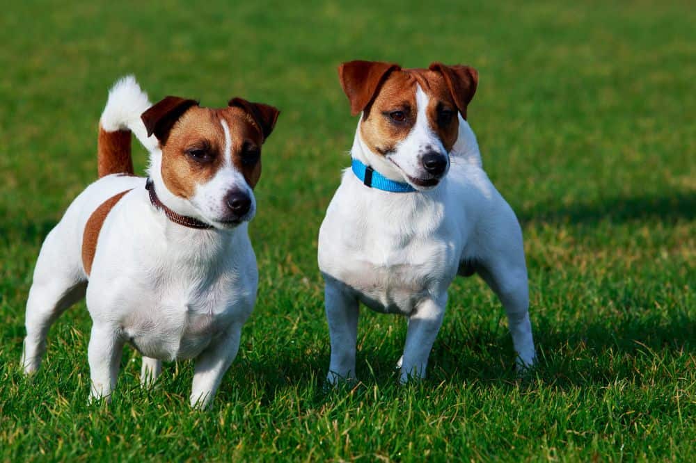 Zwei Jack Russell Terrier stehen auf einer Wiese und schauen konzentriert in die Ferne.