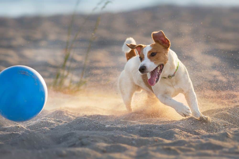 Ein Jack Russell Terrier jagt am Strand einen Ball.