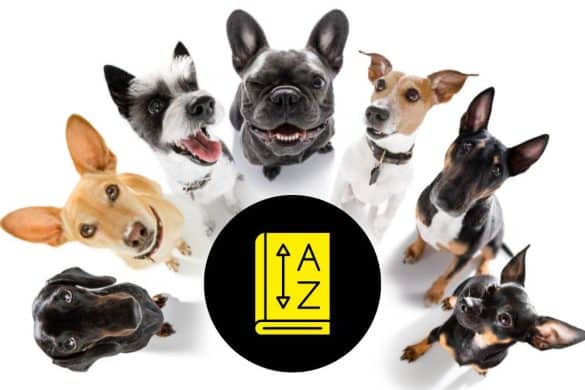 Viele kleine Hunderassen sitzen um einen Kreis, in dem "Von A bis Z" steht.